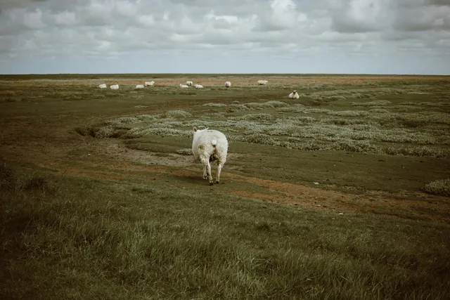 1 Peter 5 Commentary: Shepherding God’s Flock