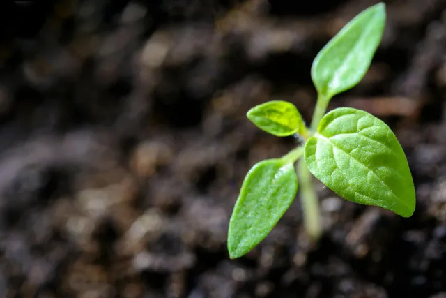 How to Live Sustainably as a Person of Faith