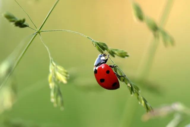 What Does It Mean to Live a Balanced Life Biblically?