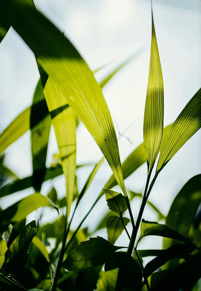 Why Is Creation Central to a Biblical Worldview?