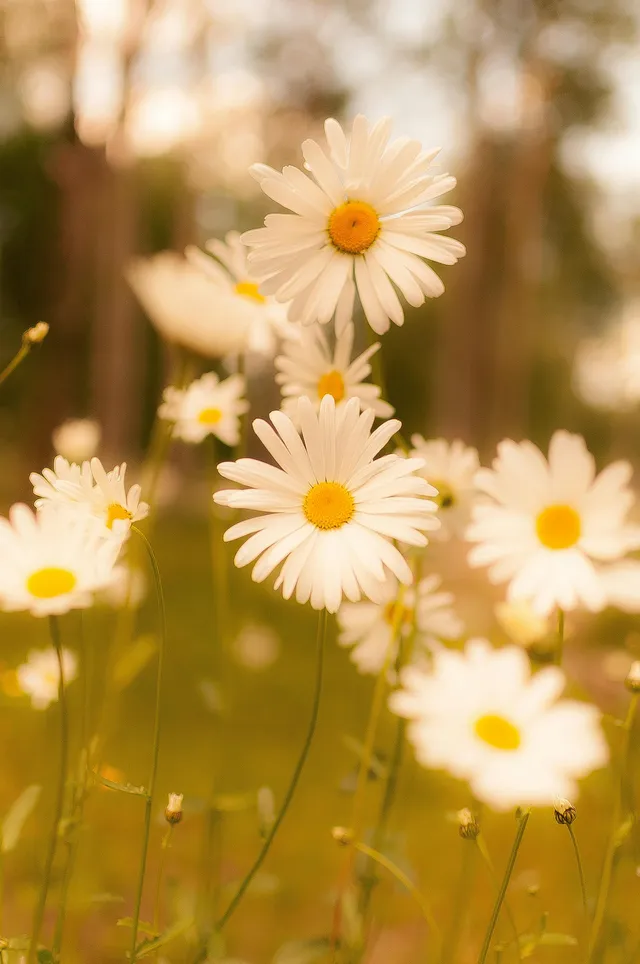 Reflections on Forgiveness: Letting Go to Be Free
