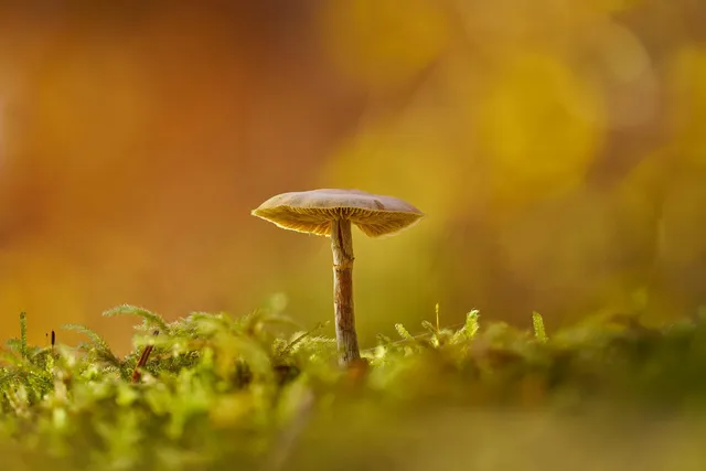 Stewardship of the Planet: God’s Call to Humanity